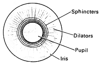 2037_choroid.png