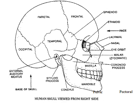 2038_human skull.png