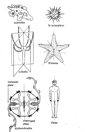 2039_Symmetry - Metazoa.png