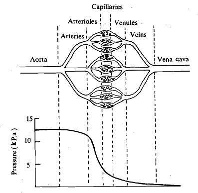 2040_Blood Pressure - Blood Vessels.png