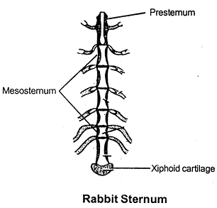 2047_rabbit sternum.png