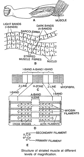 204_structure of myofibril.png