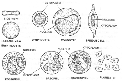 2050_blood cell structure.png