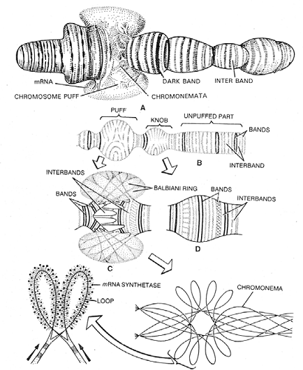 Mam pls suggest about the Balbiani rings - Botany - - 14823697 |  Meritnation.com