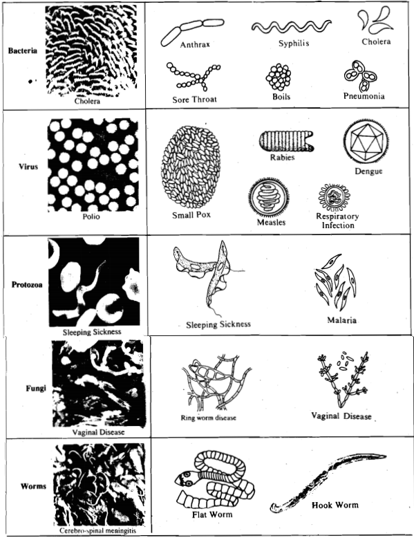 2055_microbes.png