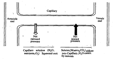 2056_Composition of Capillaries.png