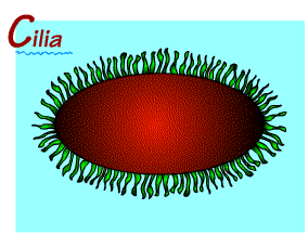 2058_Cilia.png