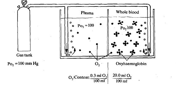 2058_Haemoglobin.png