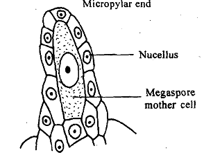 2061_Megasporogenesis.png