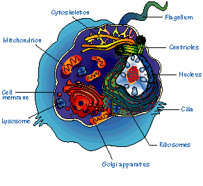 2087_Eukaryotic Cells.png