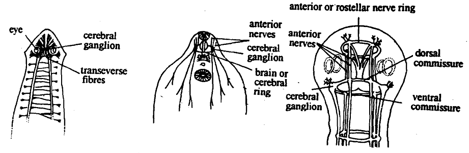 2091_Cephalisation - Metazoa.png