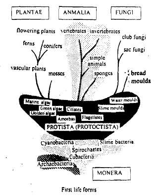 20_Five Kingdom Classification.png