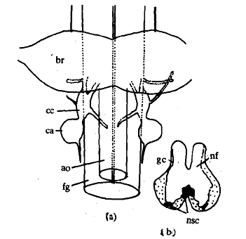 2108_Internal Factor - Factors controlling metamorphosis in insects.png