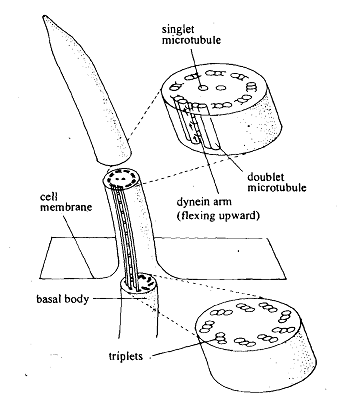 2110_Cilia and Flagella – Protozoans.png