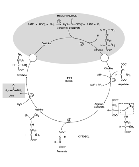 2115_Link to the citric acid cycle.png