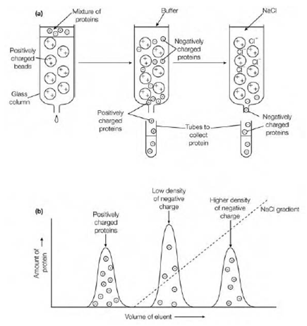 Ion Exchange Chromatography, Protein Purification, Assignment Help