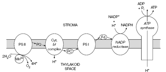 2123_Noncyclic photophosphorylation.png