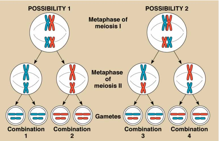 2125_Recombination.png