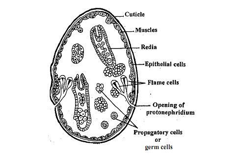 2138_Define about the Sporocyst Larva.png