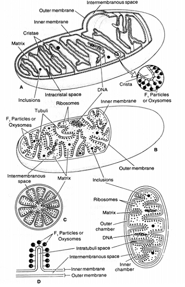 2143_mitochondria.png