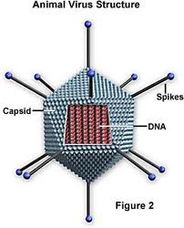 214_polio virus.jpg