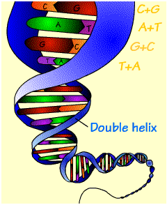 2150_DNA.png