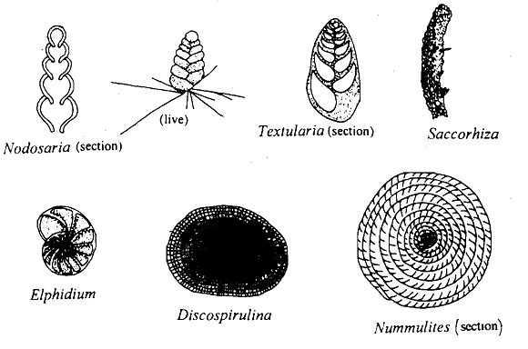 2170_Foraminiferans.png