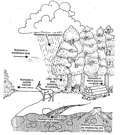 2171_Nutrient Cycling in Tropical and Temperate Forests.png