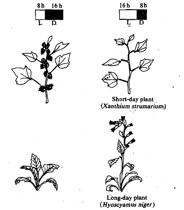 2174_Plant Responses to Light-Dark Cycles.png