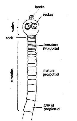 2177_Segmentation - Metazoa.png