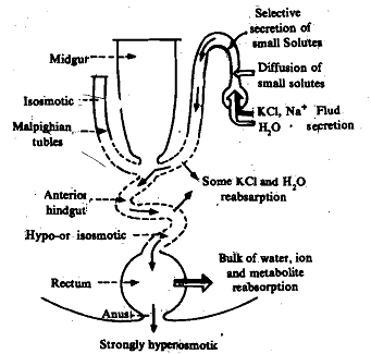 2189_Malpighian Tubules of Insects.png