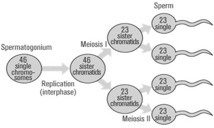 2201_Spermatogenesis.png