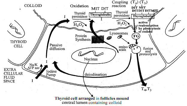 2202_Biosynthesis and Secretion of Thyroid Hormones.png