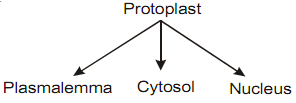 2215_protoplast.png