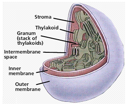 2218_chloroplasts.png