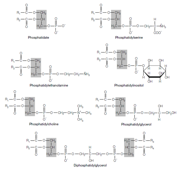 Structure Of Glycerophospholipid 11 Lipids