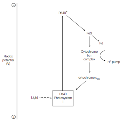 2231_Light reactions in bacterial photosynthesis 1.png