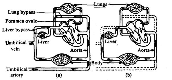 2238_Circulatory System.png