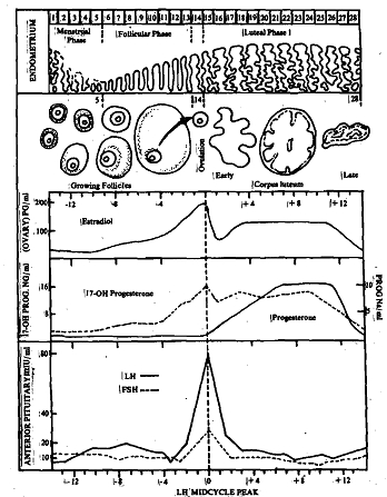 223_Endocrine Interactions.png