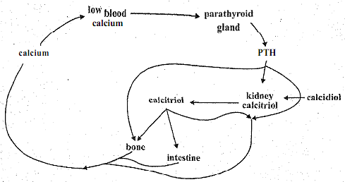 2241_Mobilization of bone calcium and phosphorous.png