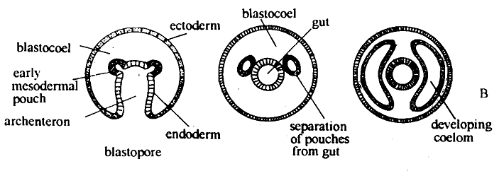 2248_Enterocoelous pattern – Coelom.png