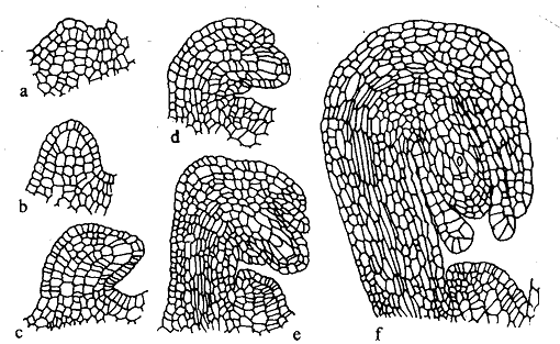 2249_Development of ovule.png