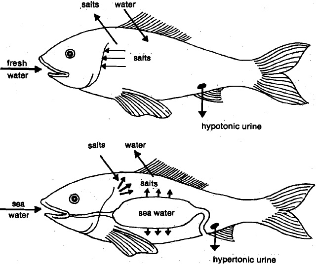 2251_fish adaptations.jpg