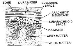 2272_meninges.png