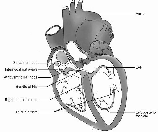 2275_Conducting system of the heart.png