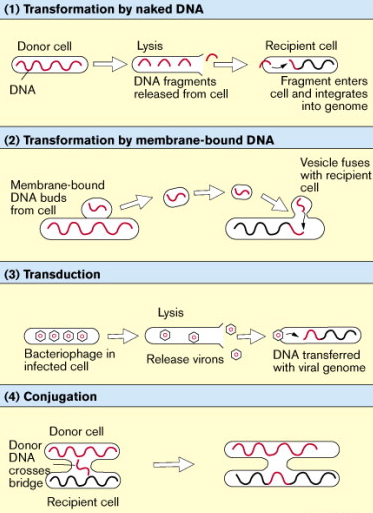 2278_Transfer of DNA between cells.png