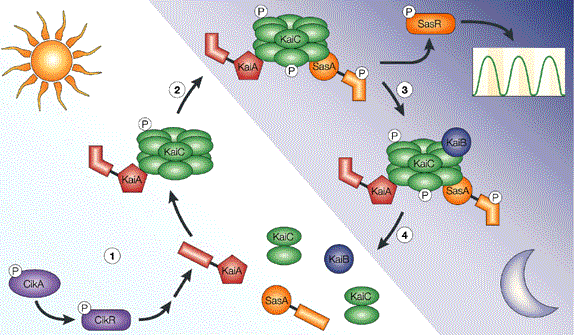 2284_Signal transduction and environmental sensing.png