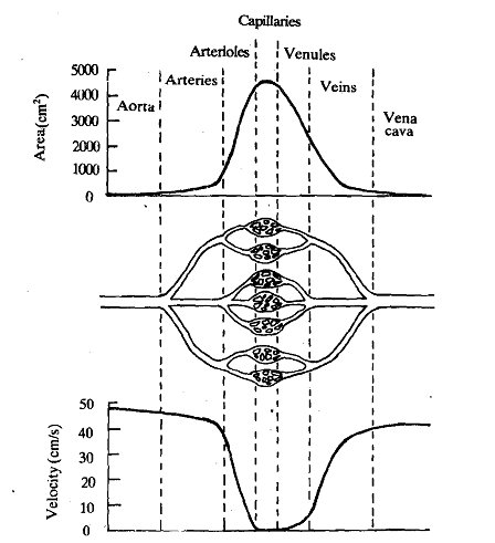 2285_Blood Flow - Circulation.png