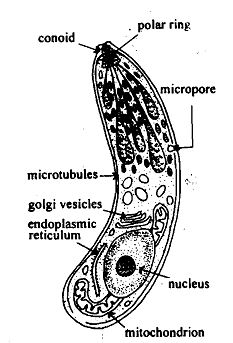 2292_Spore forming Protozoan.png