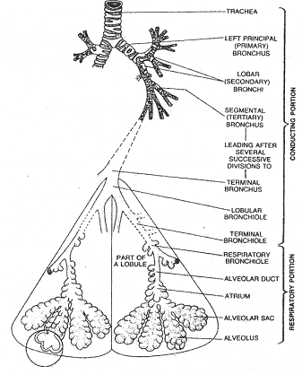 2292_bronchioles.png